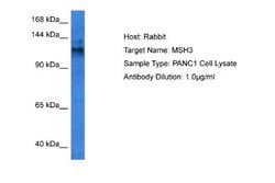 MSH3 Antibody, Novus Biologicals 100 &mu;L | Buy Online | Novus Biologicals | Fisher Scientific